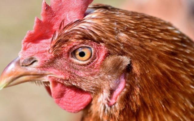 Dodatkowe koszty dla hodowców drobiu? – spór o powołanie nowej jednostki certyfikującej badania na obecność salmonelli